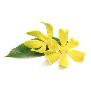 Cosmetic Grade Essential Oils: Ylang Ylang - Cosmetic Grade Oil