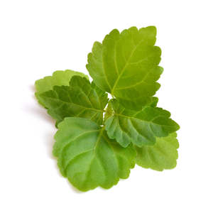 Cosmetic Grade Essential Oils: Patchouli - Cosmetic Grade Oil
