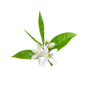 Cosmetic Grade Essential Oils: Neroli - Cosmetic Grade Oil
