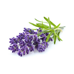 Cosmetic Grade Essential Oils: Lavender - Cosmetic Grade Oil