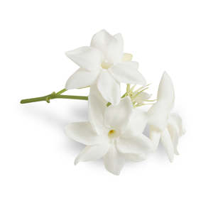 Cosmetic Grade Essential Oils: Jasmine - Cosmetic Grade Oil