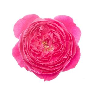 Essential Oil Dilutions: Rose Damascena Absolute 3% in Jojoba