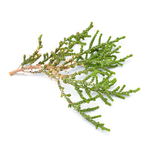 Google Shopping: Hinoki (Heart Wood) Essential Oil