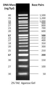 Gold Biotechnology: ReadyLadder™ 50 bp DNA Ladder, 50bp - 1500bp - Ready-to-use