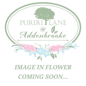 Perennials: Monarda fistulosa