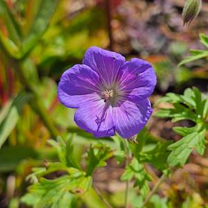 Garden Favourites: Geranium grandiflora (syn. Himalayense)