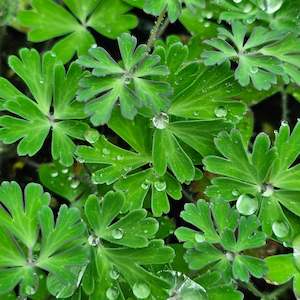 Garden Favourites: Aquilegia viridiflora | Chocolate Soldier