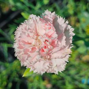 Garden Art: Dianthus caryophyllus | La France