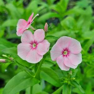 Garden Art: Phlox drummondii | Blushing Bride