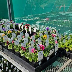 Garden Open Days: Nursery Open Day Booking