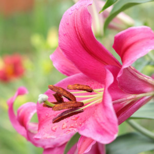 Garden Open Days: Lilium x hybrid | Indian Summerset
