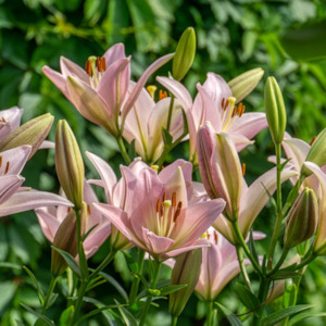 Garden Open Days: Lilium x hybrid | Tsjaikovski