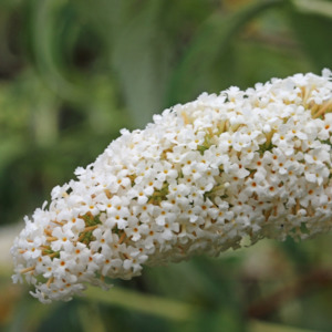 Garden Open Days: Buddleja fallowiana | Alba