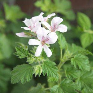 Garden Open Days: Pelargonium | Wendy's Lemon
