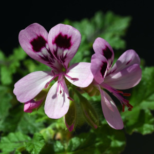 Garden Open Days: Pelargonium | Wendy's Lime