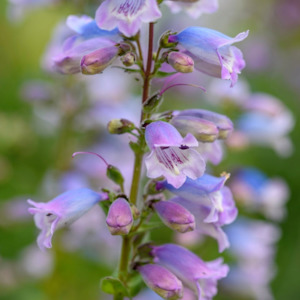 Garden Open Days: Penstemon hybrid | Sour Grapes | Beardtongue