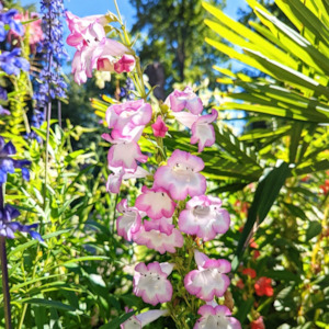 Garden Open Days: Penstemon hybrid | Peace | Beardtongue