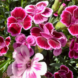Garden Open Days: Dianthus caryophyllus | Clove Pink