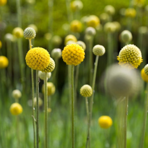 Craspedia globosa | Billy Buttons
