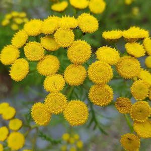 Garden Open Days: Tanacetum vulgare | Common Tansy | Golden Buttons