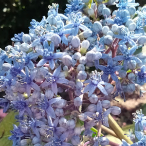 Garden Open Days: Dichroa versicolor | Blue Sapphire