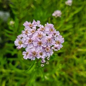 Achillea Collection: Achillea sibirica subsp. Camschatica | Love Parade