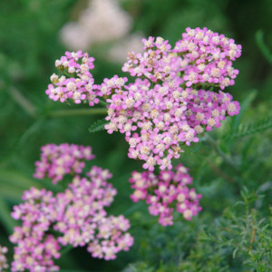 Achillea Collection: Achillea millefolium | Winter Pink