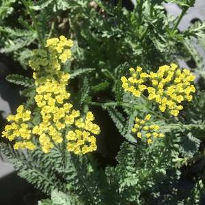 Achillea Collection: Achillea millefolium | Anthea