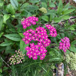 Achillea Collection: Achillea millefolium | Taylors Pink