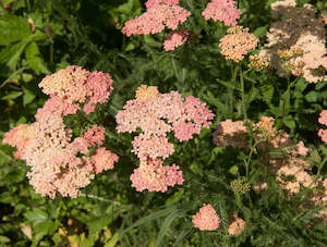 Achillea Collection: Achillea millefolium | Salmon Beauty