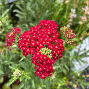 Achillea Collection: Achillea millefolium | Red Velvet
