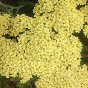 Achillea Collection: Achillea millefolium | Lemon