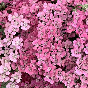 Achillea Collection: Achillea millefolium | Gloria Jean