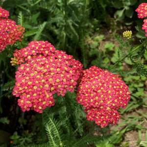 Achillea Collection: Achillea millefolium | Fanal