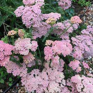 Achillea Collection: Achillea millefolium | Candy Floss