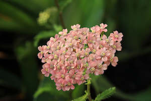 Achillea Collection: Achillea millefolium | Apple Blossom
