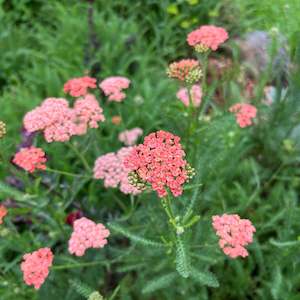 Achillea Collection: Achillea millefolium | Brick Dust