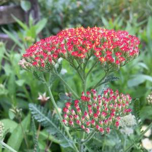 Achillea Collection: Achillea millefolium | Belle Epoque