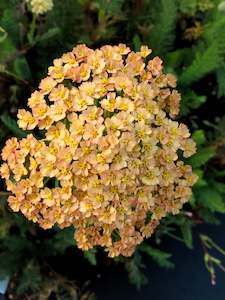 Achillea millefolium | Butterscotch