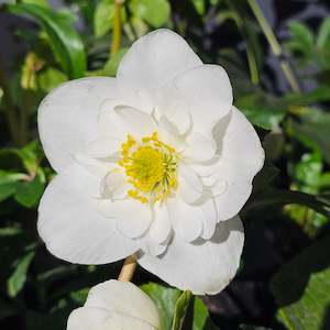 Hellebores: Helleborus niger | Semi-Double White | 2.5L
