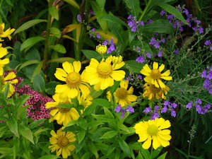 Plants A Z: Helenium | Sonnenwunder