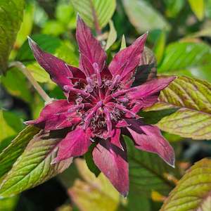 Plants A Z: Monarda didyma | Aquarius | Bee Balm | Bergamot