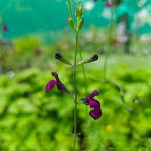 Plants A Z: Salvia serpyllifolia