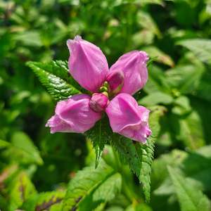Plants A Z: Chelone obliqua | Turtlehead