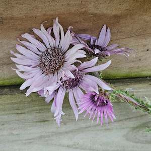 Plants A Z: Berkheya purpurea
