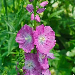 New Arrivals: Sidalcea malviflora | Party Girl