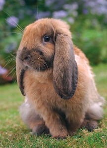 Gift Cards: Rabbit | Card