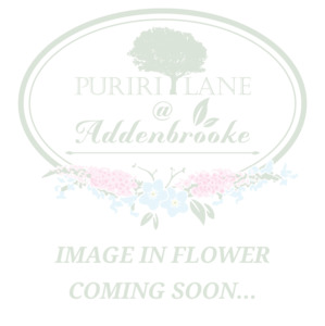 Garden Favourites: Aquilegia vulgaris | Winky Double Rose-White