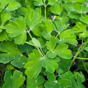 Plants A Z: Aquilegia vulgaris var. stellata | Blue Barlow