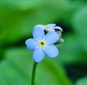 Plants A Z: Myosotis alpestris | Indigo Blue | Forget-Me-Not